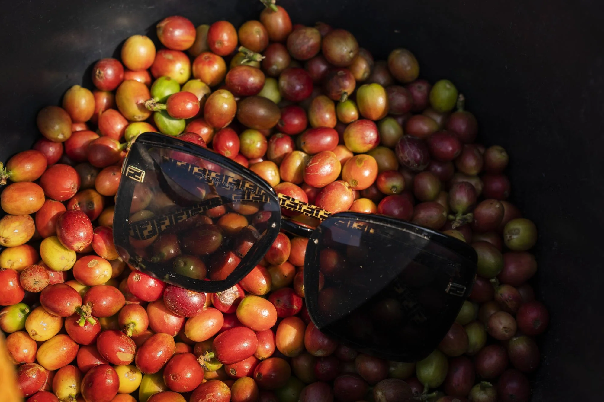 041_IFAD_MINDANAO_7474FIN_2000pix.JPG