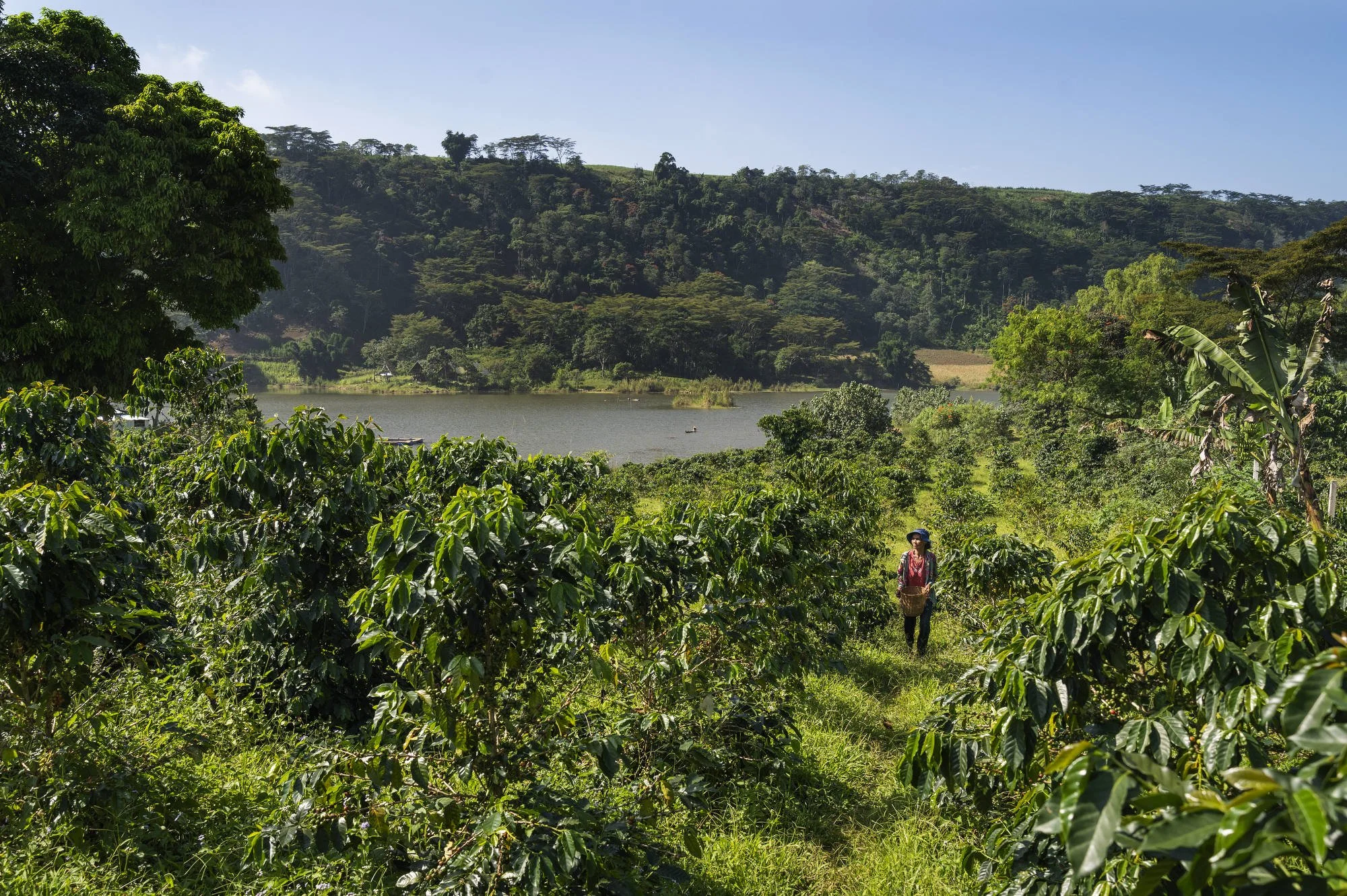 042_IFAD_MINDANAO_7426FIN_2000pix.JPG