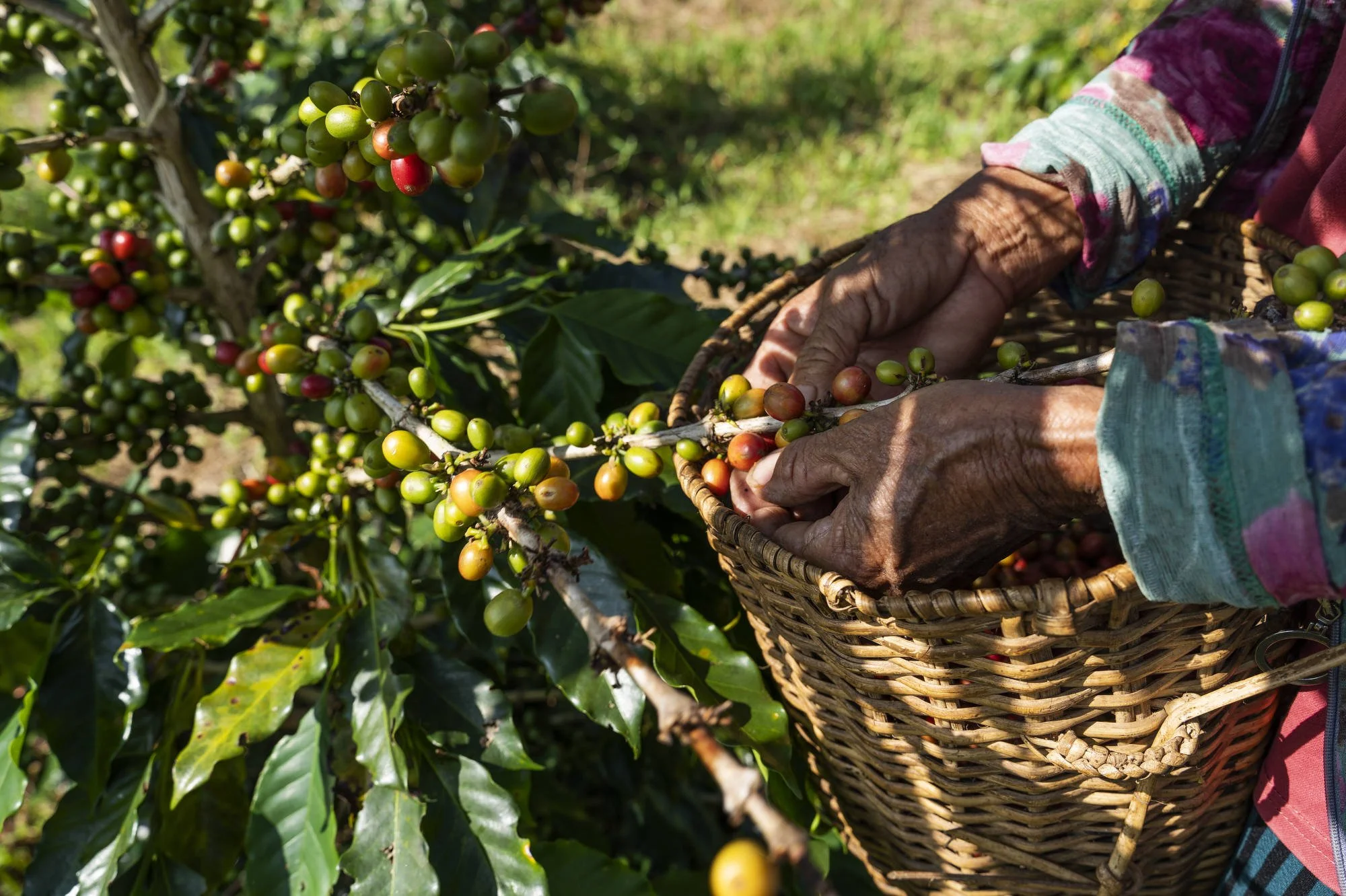 043_IFAD_MINDANAO_7223FIN_2000pix.JPG