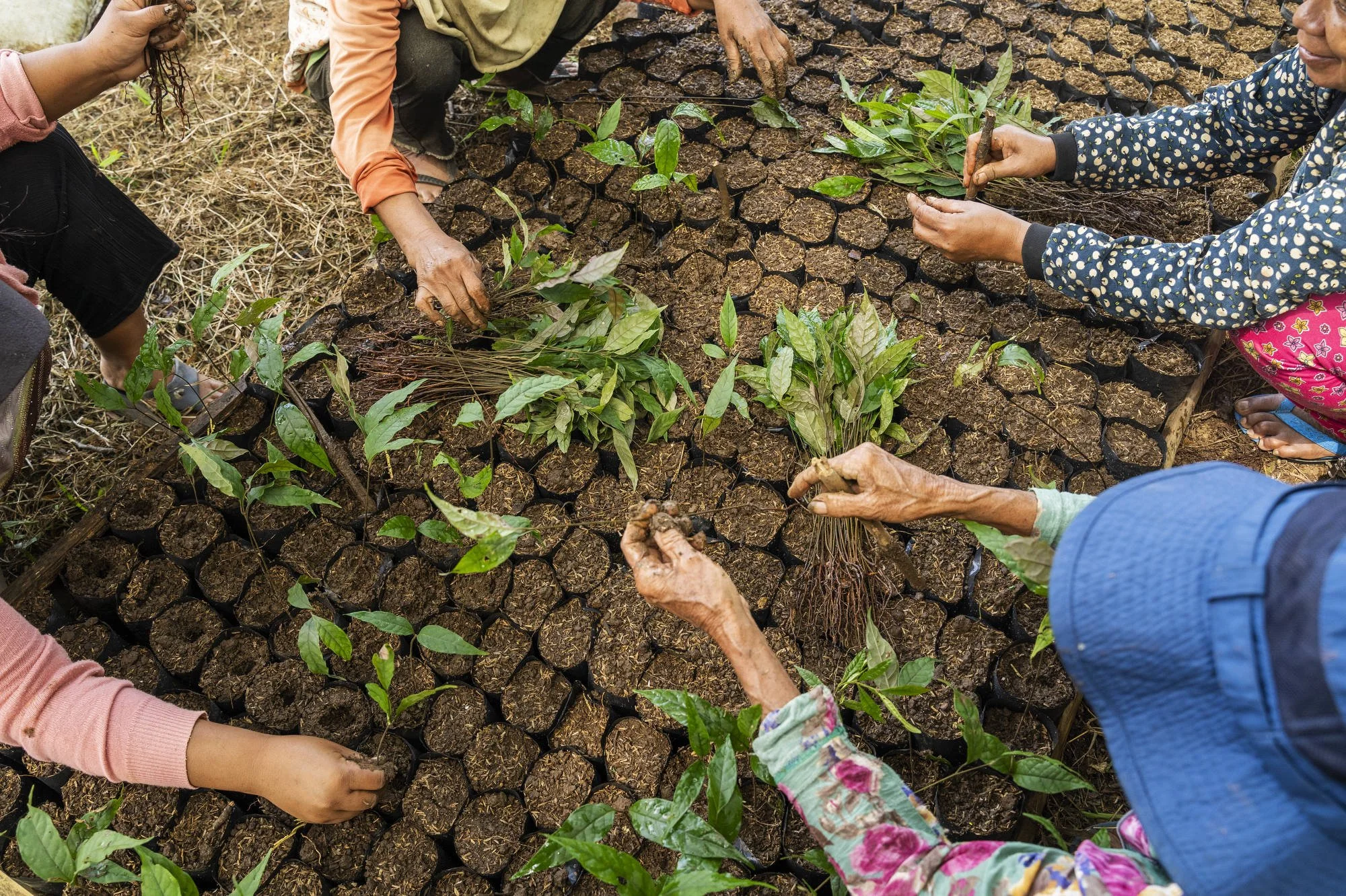048_IFAD_MINDANAO_8049FIN_2000pix.JPG