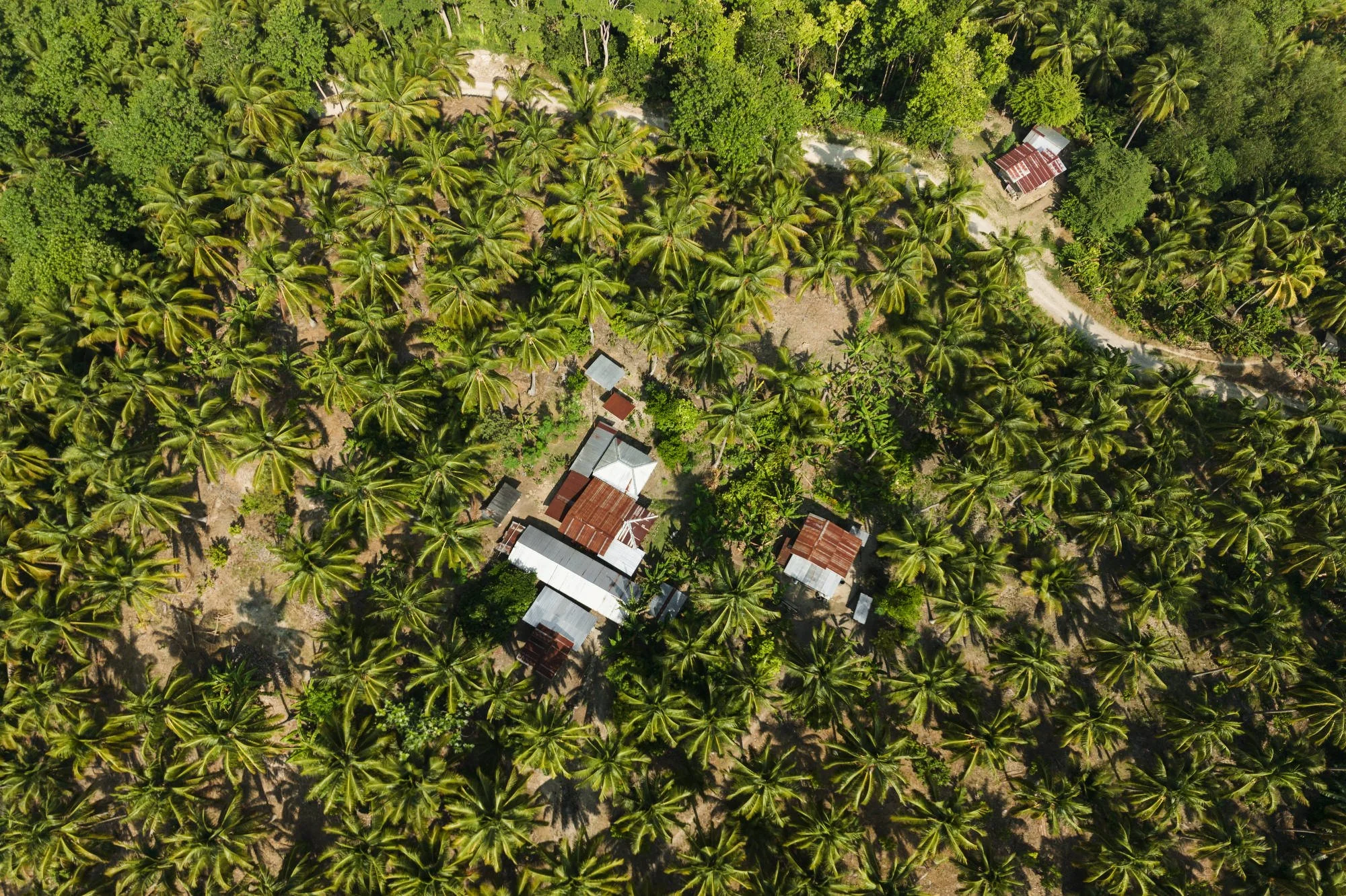 054_IFAD_MINDANAO_DRONE_0083FIN_CR_2000pix.JPG
