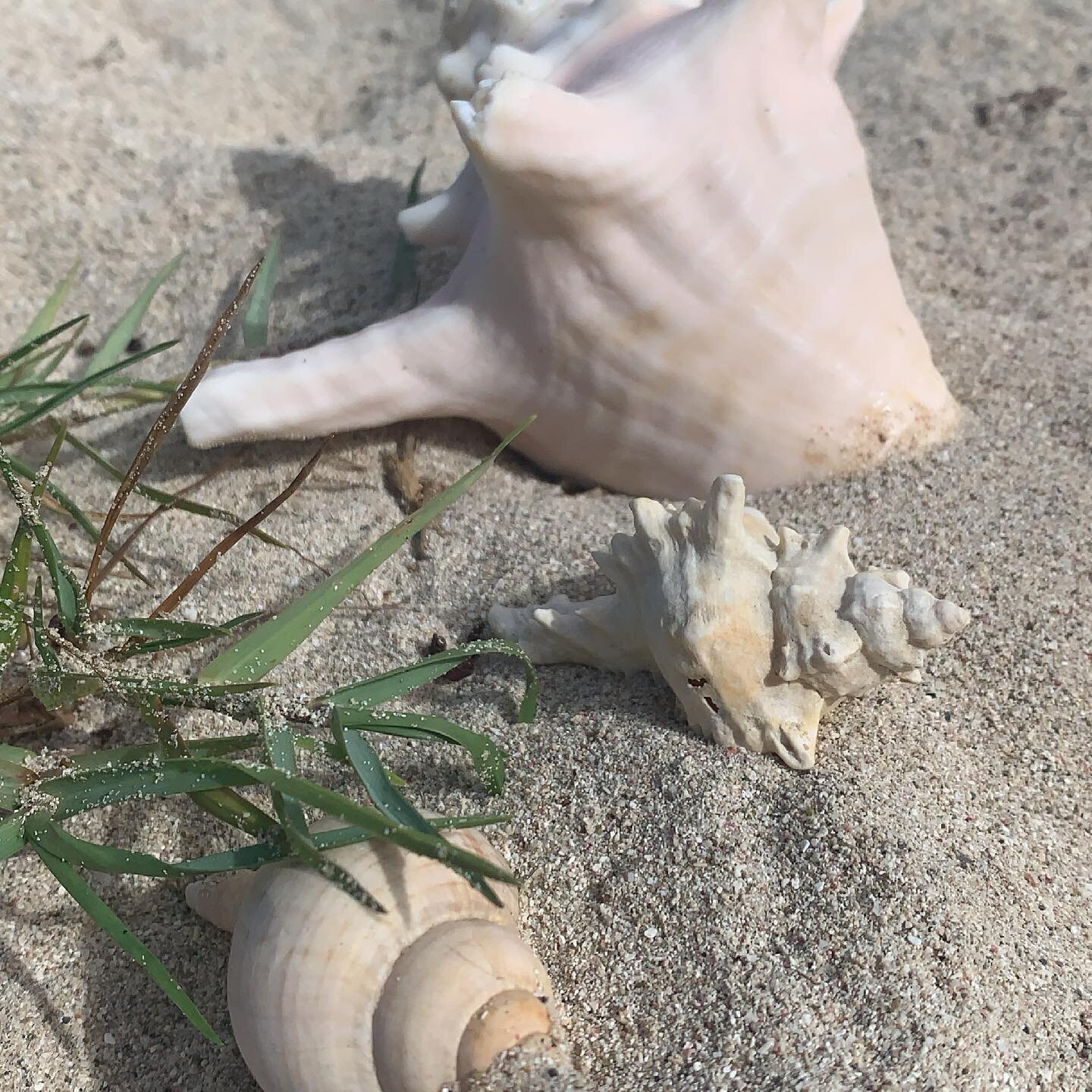 Shells washed up on Dawn Beach.