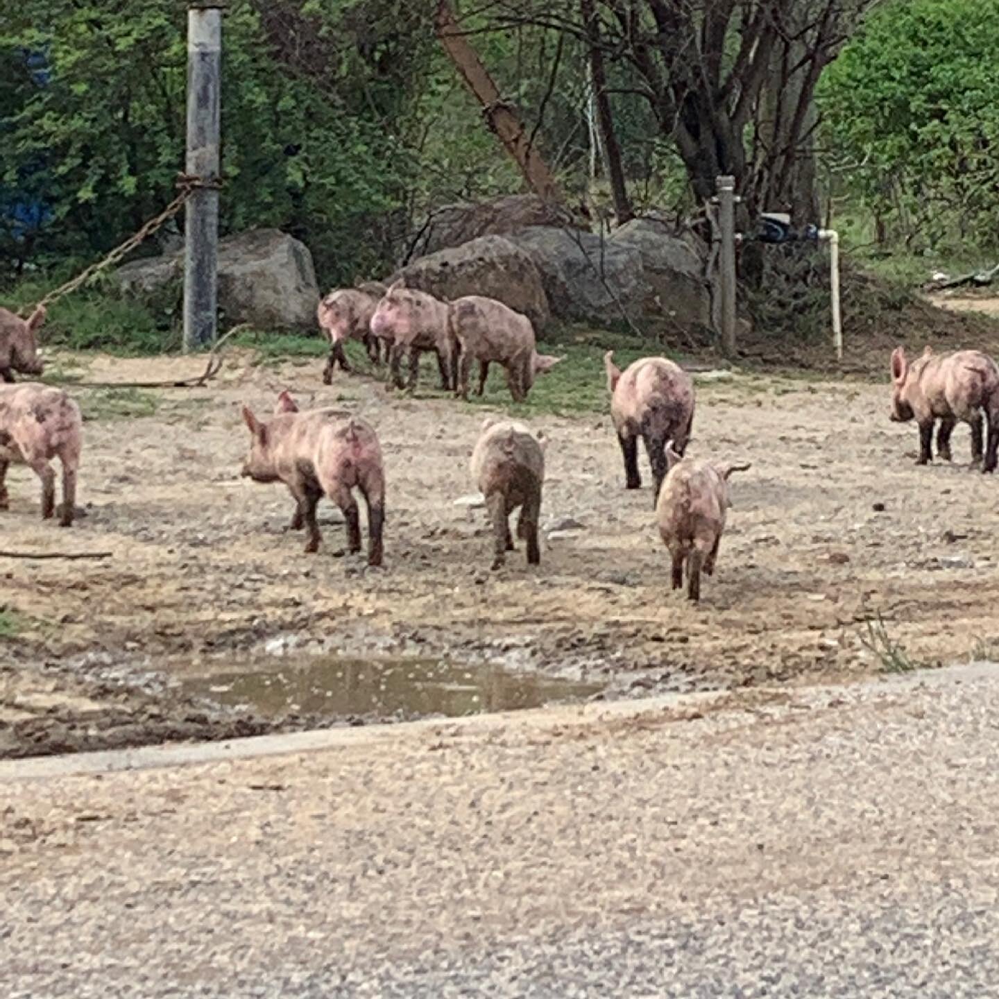 What Now! PIG&rsquo;S&hellip;..
Horses, cows, goats, dogs, cats, monkeys, iguanas and, if you are quick, mongoose. Can all be seen crossing the roads of St Maarten. But you don&rsquo;t see piglets very often!