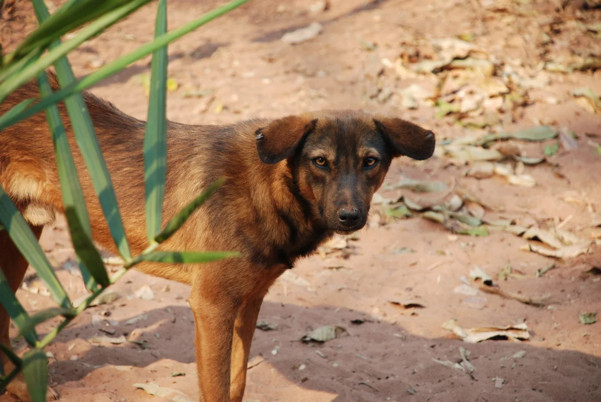 angola 2010 042.jpg