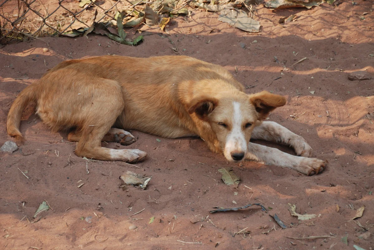 angola 2010 041.jpg