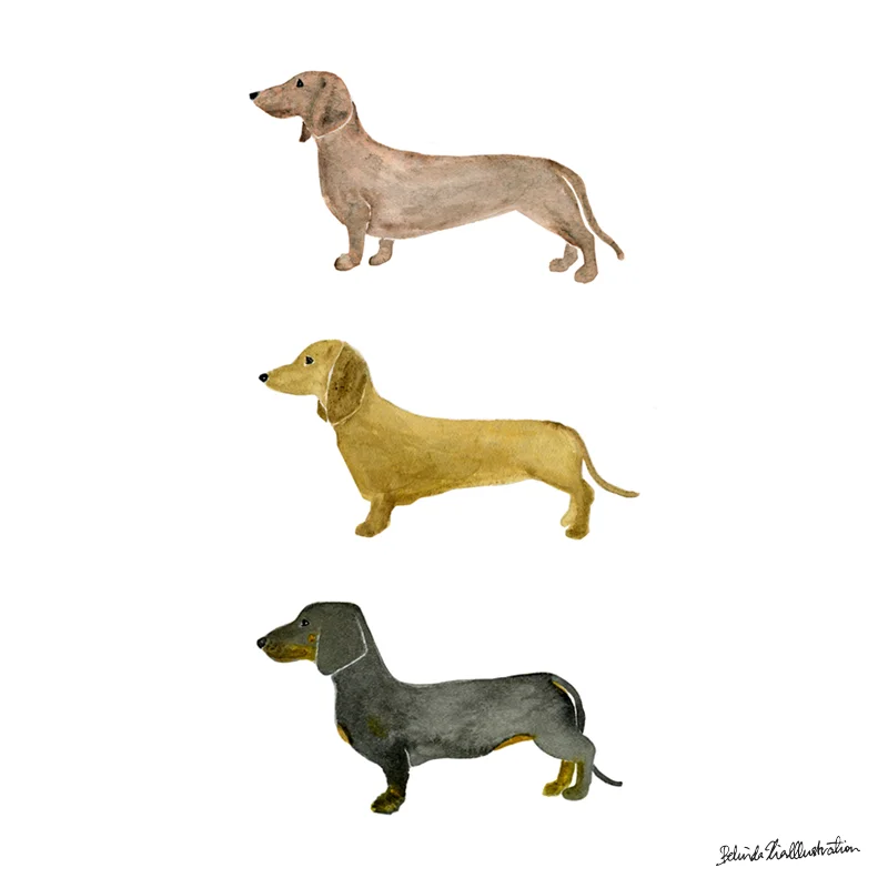 Daschunds.jpg