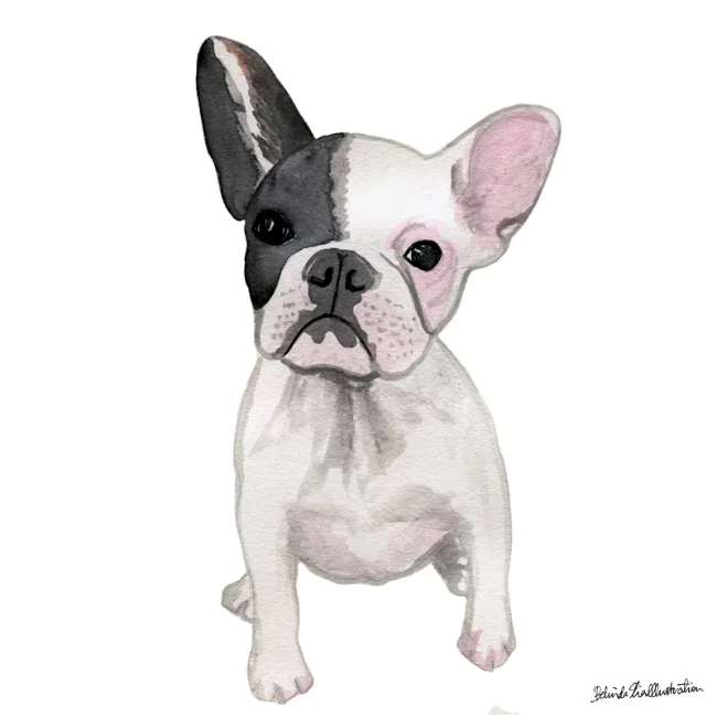 Olive_frenchie.jpg