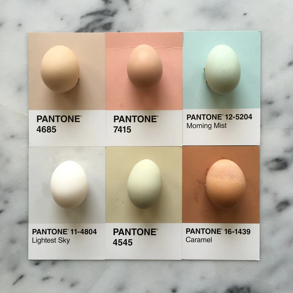 #pantoneposts by Lucia Litman