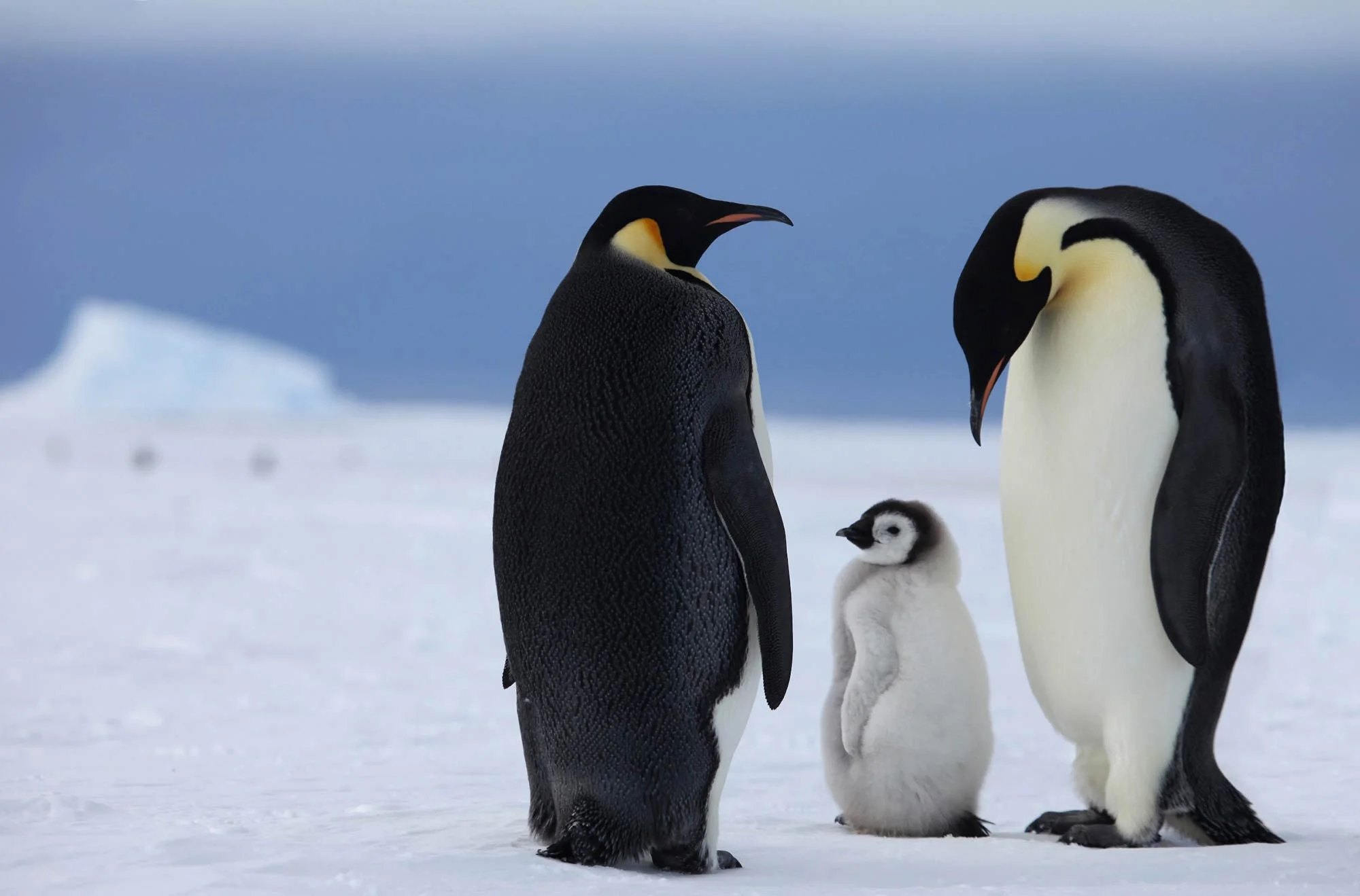 Penguins.jpg