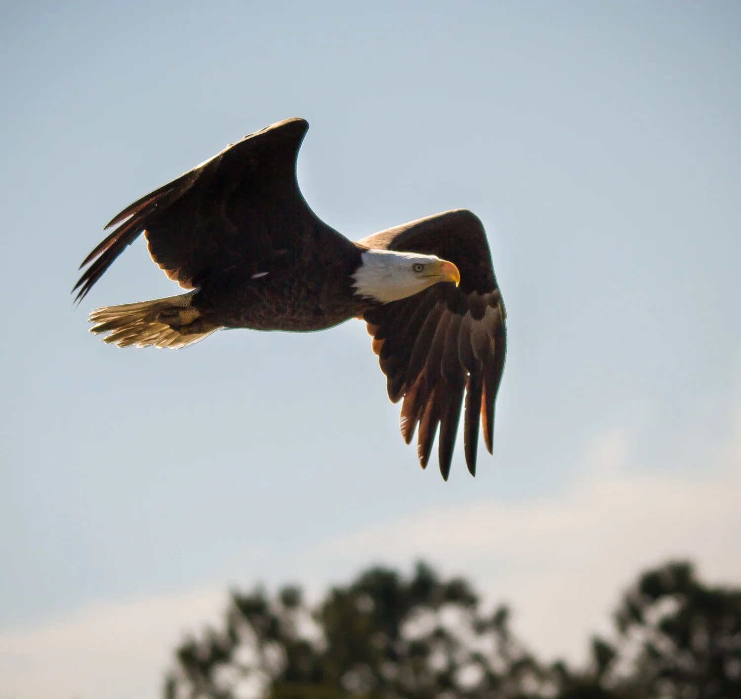 Huntington-9-2380712653-O.jpg