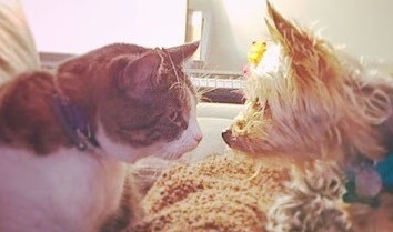 Sam's dog and cat cropped.jpg