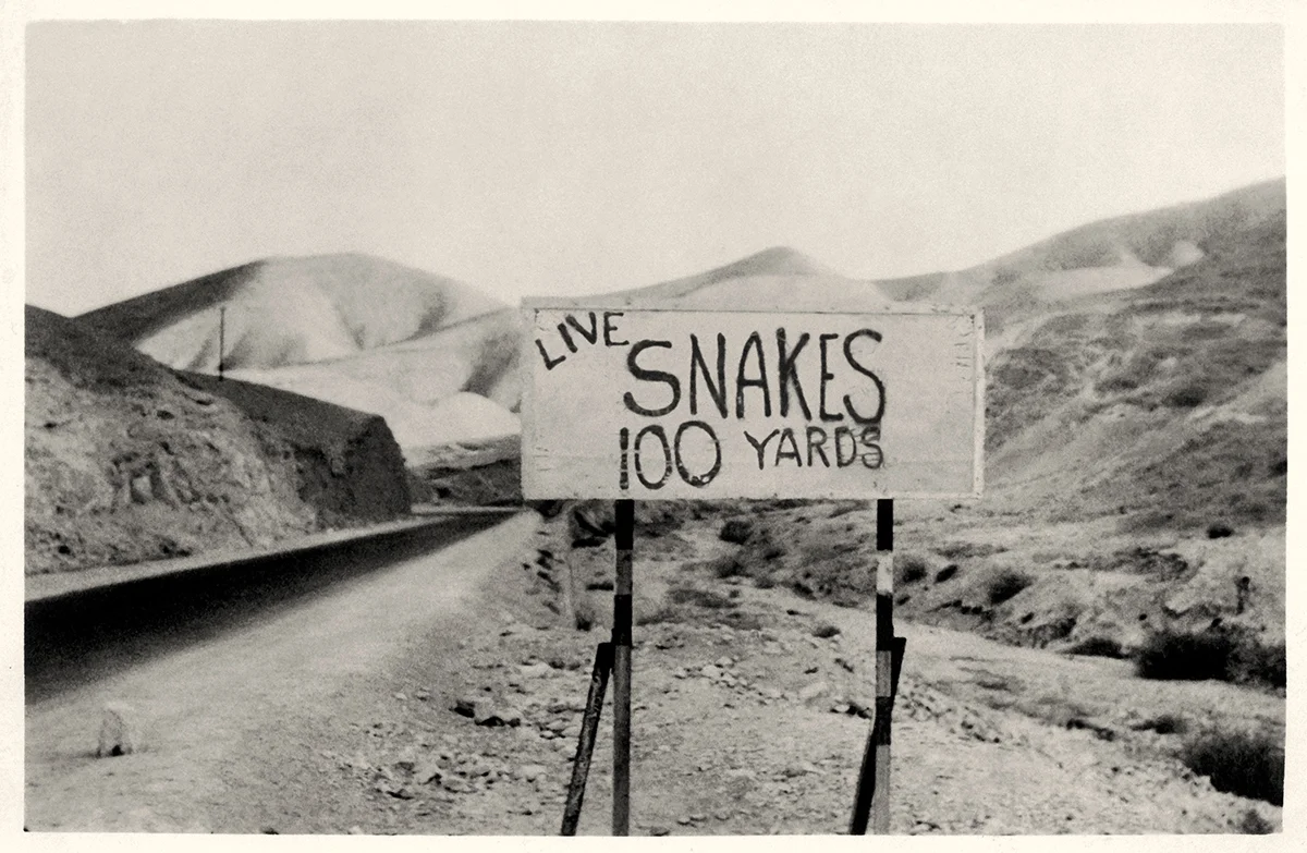 Live Snakes