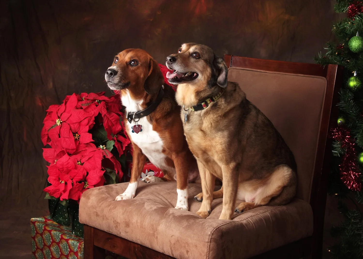 pet_portraits_beaufort-9.jpg