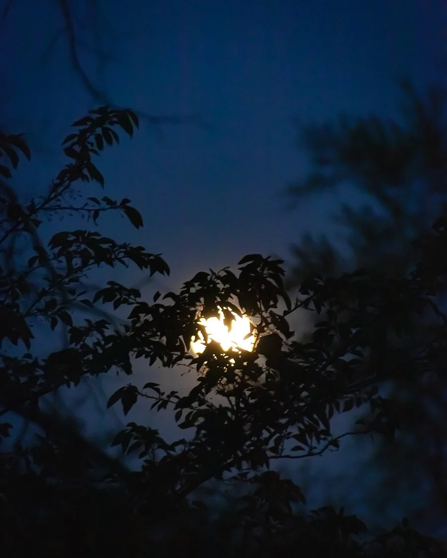 Pink Moon