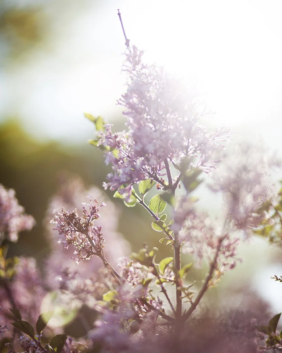 Summer Lilacs