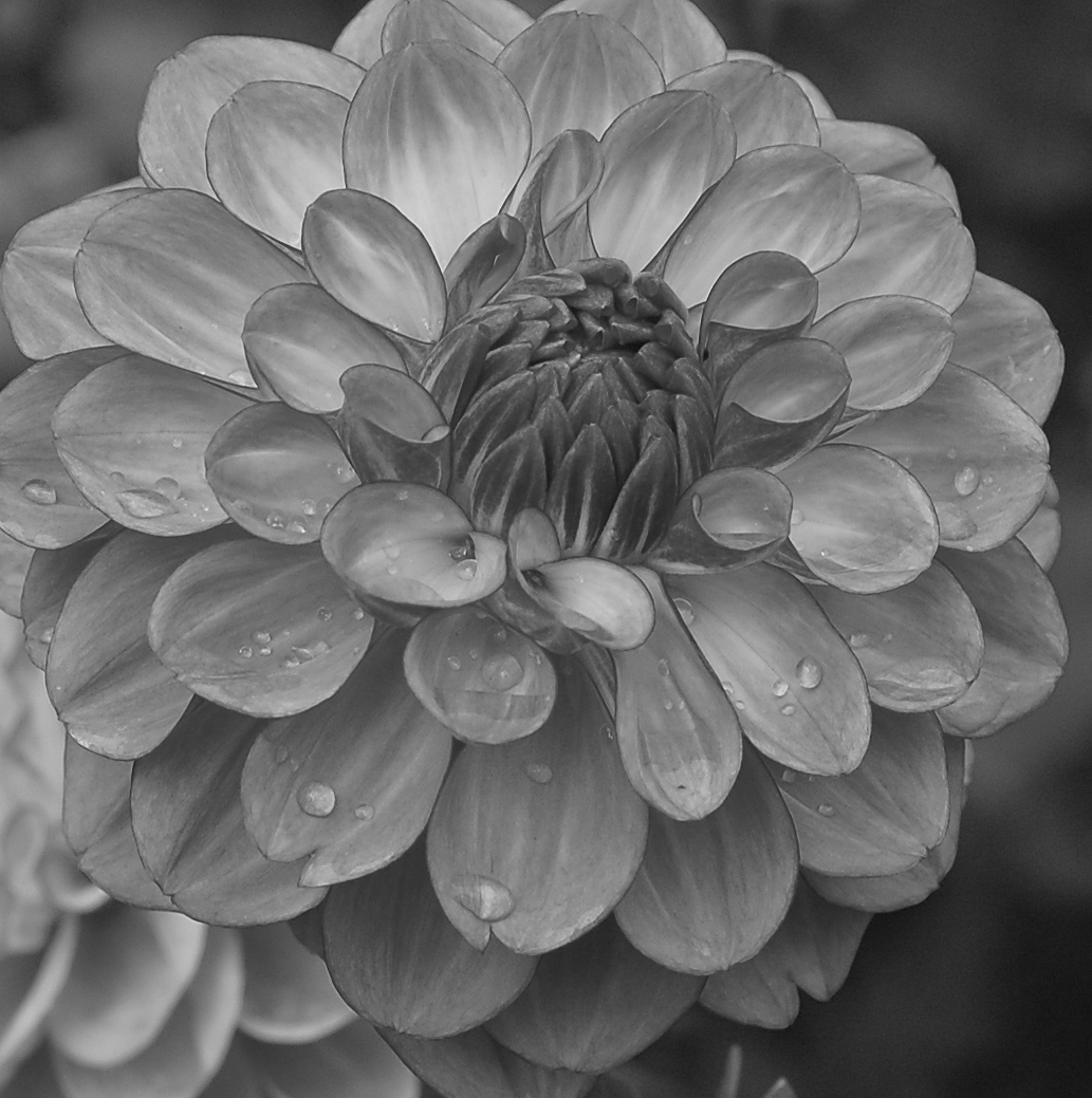 Dahlia ready for image transfer