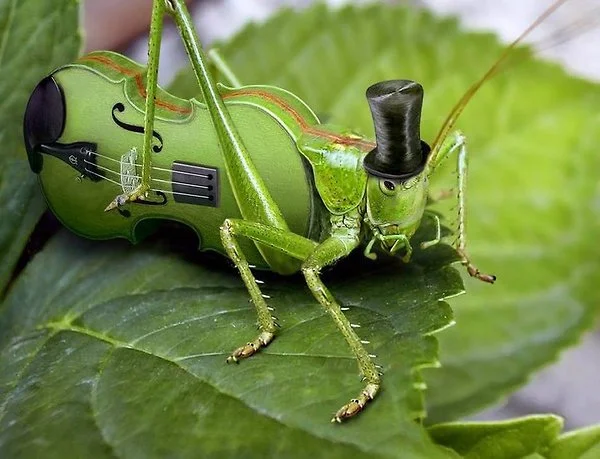Fancy Music