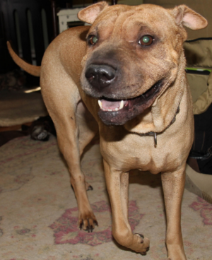 Wagline's training methods work for all breeds of dogs, including bully breeds and guard dogs, high-energy dogs who need to focus, laid back dogs who need some motivation and puppies. 