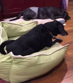 India and Blue on Beds.jpg