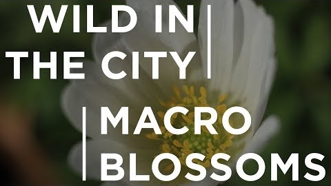 Macro Blossoms | Wild in the City