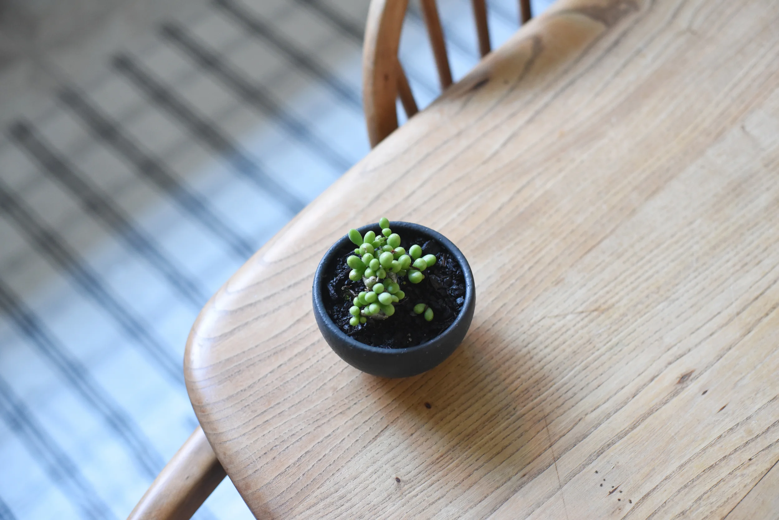The Plant Society styling. Photography by Nicholas Wilkins.