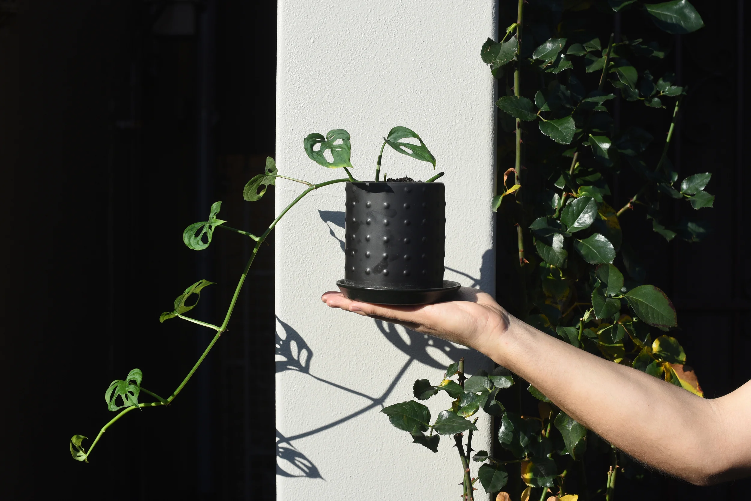 The Plant Society styling. Photography by Nicholas Wilkins.