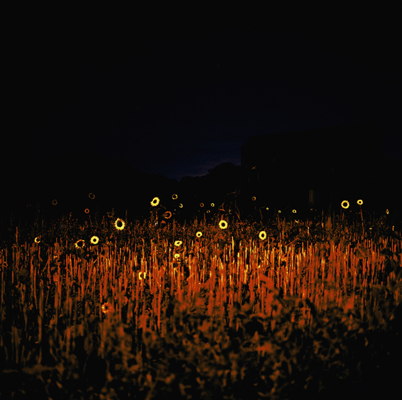 nightflowers