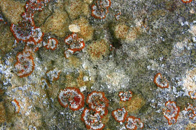 organic abstract 1