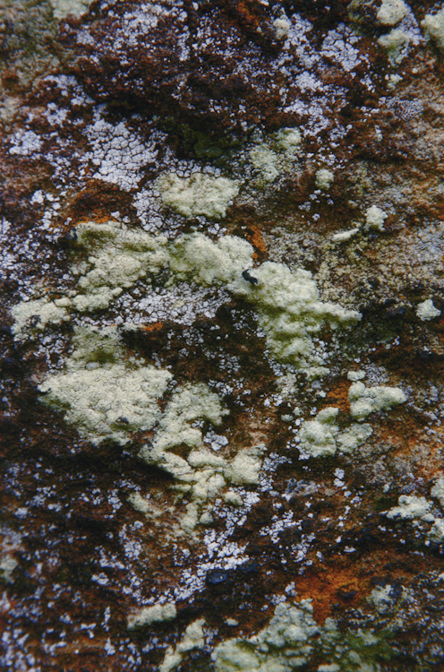 organic abstract 2