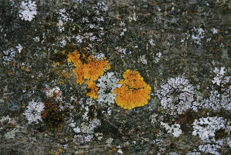 organic abstract 5