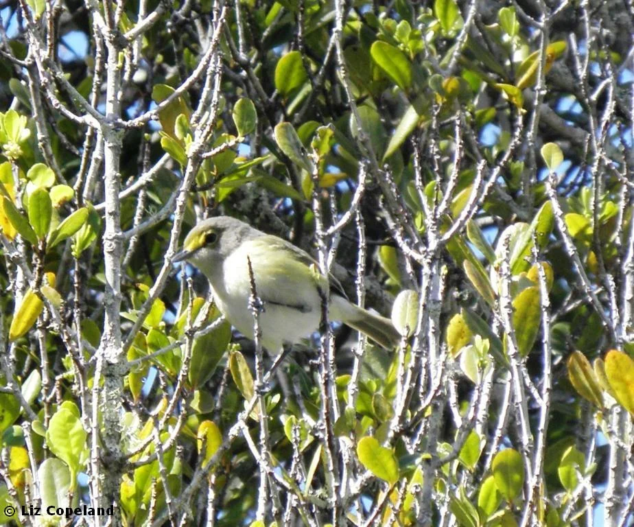 White-eyed Vireo (Chick-of-the-Village)