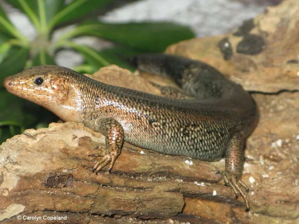 Bermuda Skink