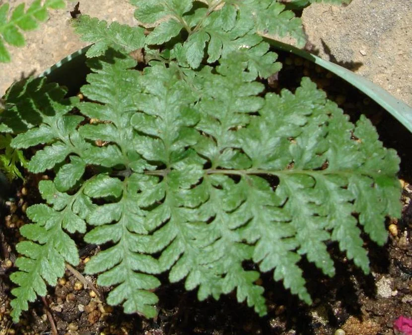 Governor Laffan's Fern