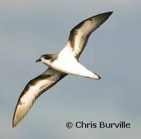Cahow or Bermuda Petrel