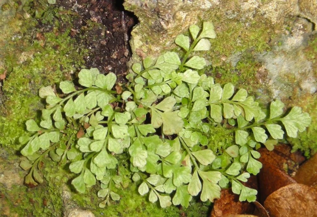 Toothed Spleenwort