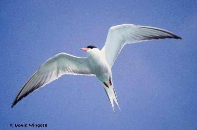 Common Tern