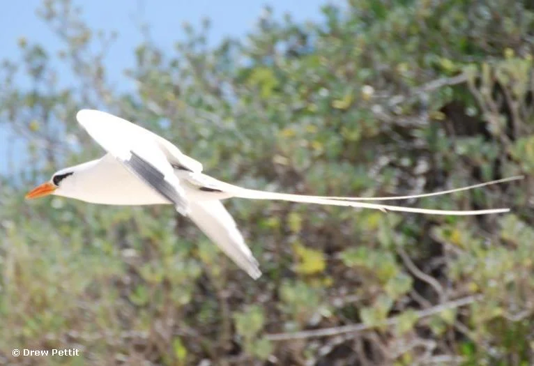 White-tailed Tropic Bird (Longtail)