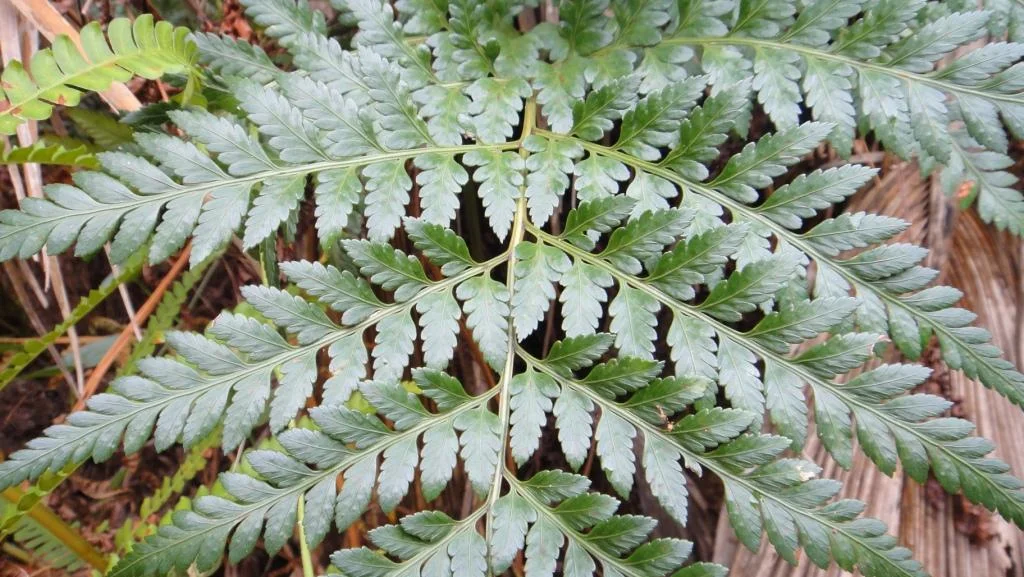 Ten Day Fern