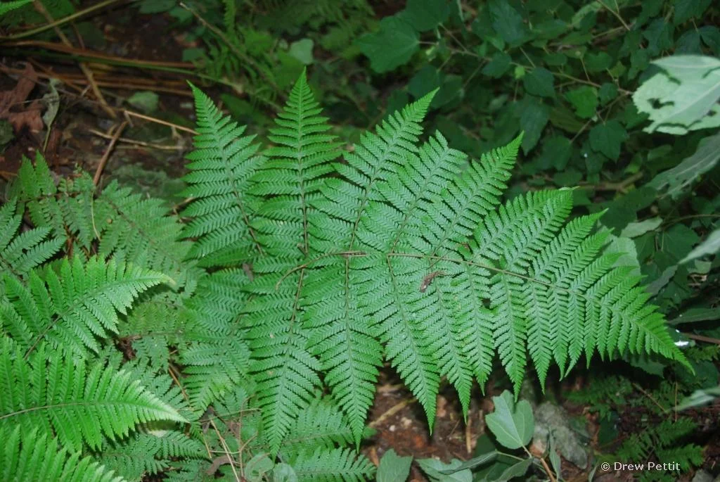 Bermuda Cave Fern