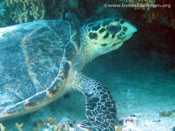 Hawksbill Turtle