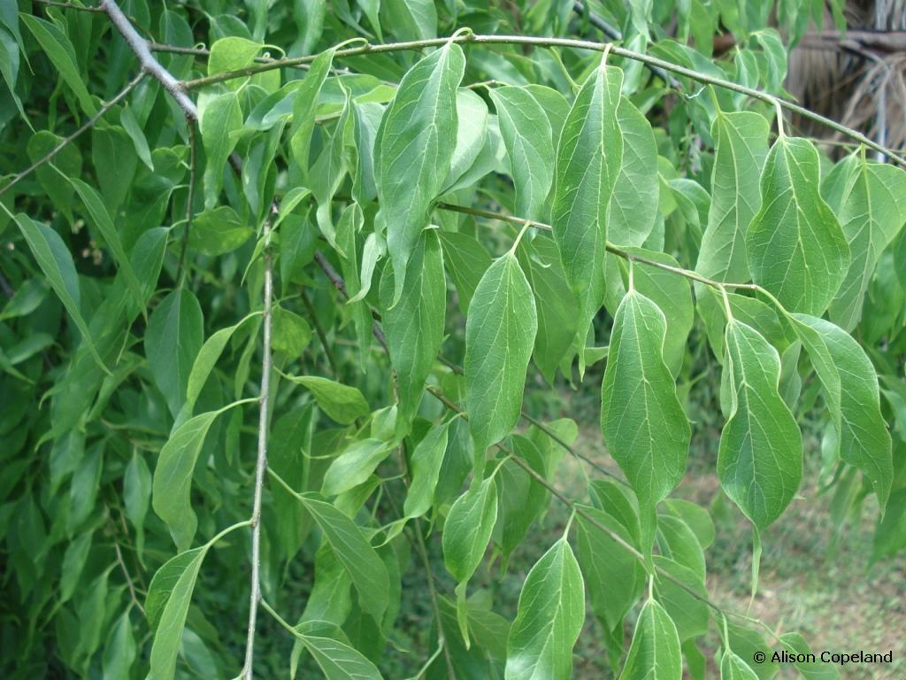 Southern Hackberry leaves