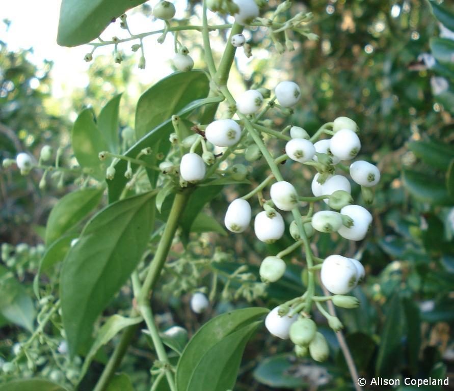 Snowberries