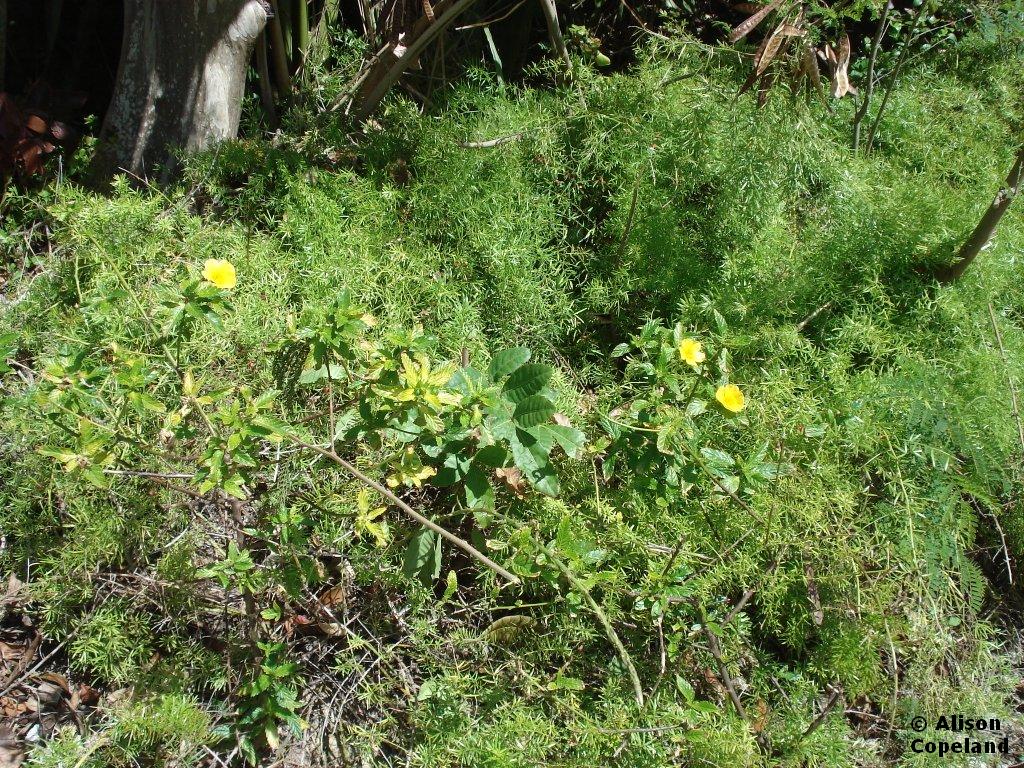 Invasives crowding Turnera 