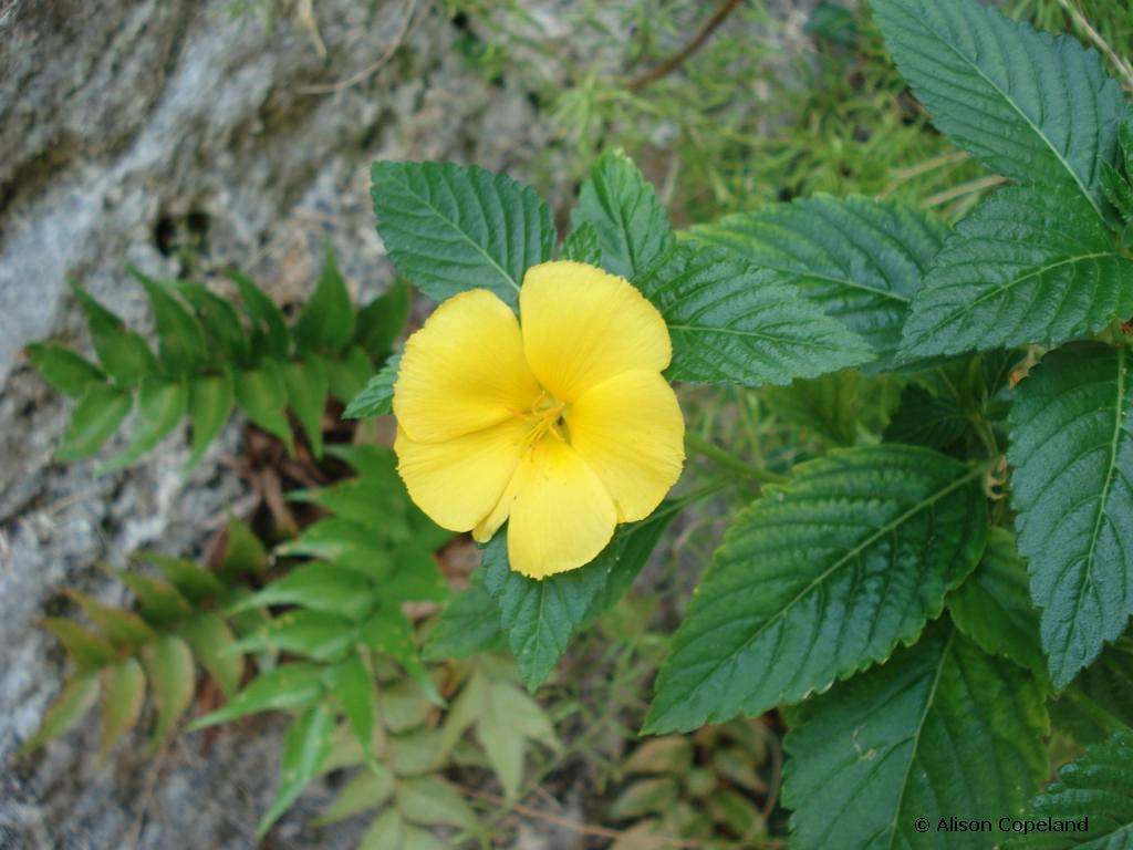 Turnera Flower, Railway Trail