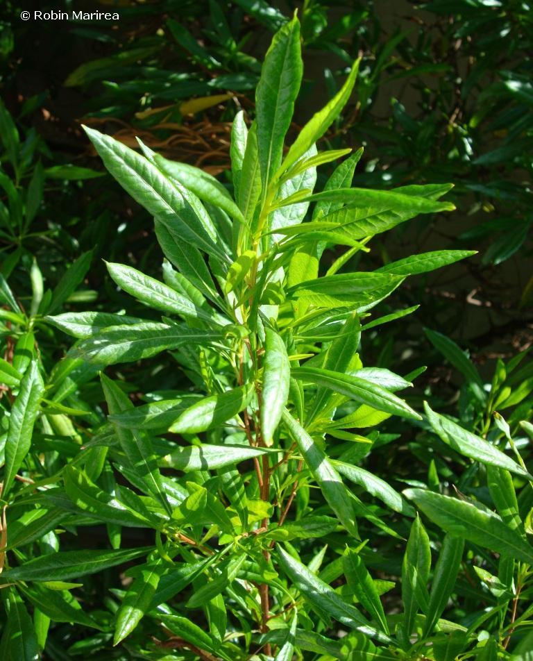 Jamaica Dogwood leaves