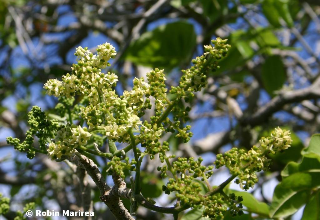 Yellowood flowers