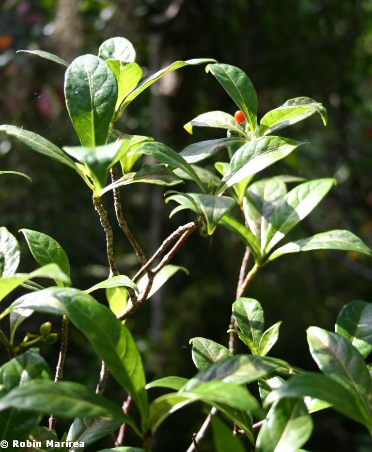 Wild Coffee Shrub