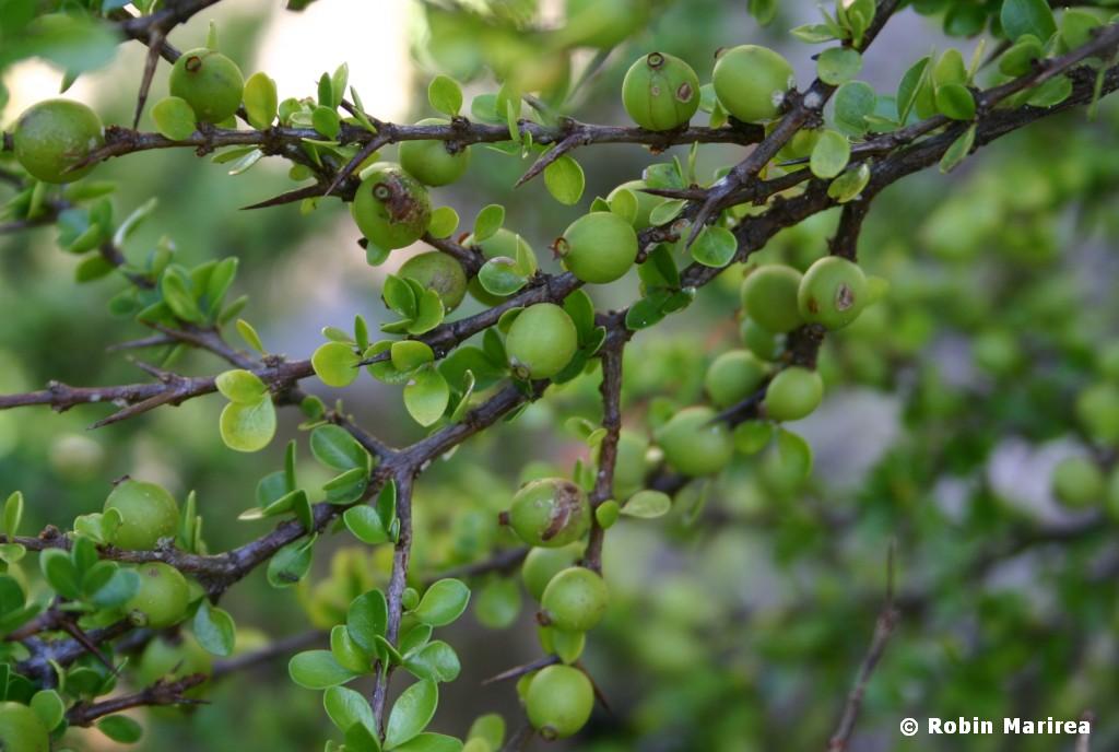 Box Briar Fruit