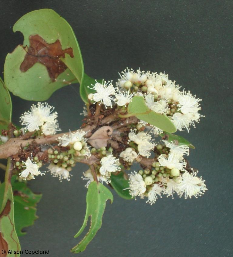 White Stopper Flower