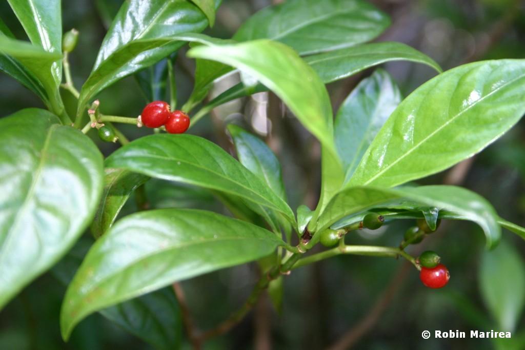 Wild Coffee Shrub fruit